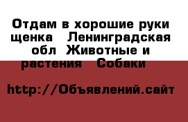 Отдам в хорошие руки щенка - Ленинградская обл. Животные и растения » Собаки   